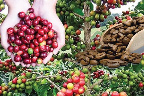 Coffee