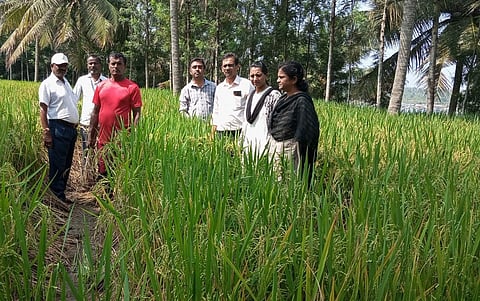 Disease of rice crop Mandya
