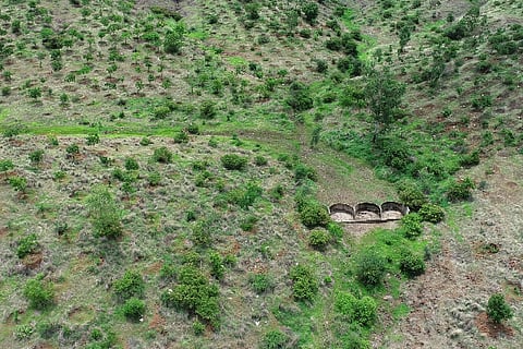 FOREST DEVELOPMENT