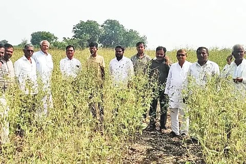 Officials inspect the damage to the Togari crop