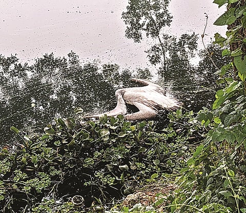Pelican dies in Kukkarahalli lake