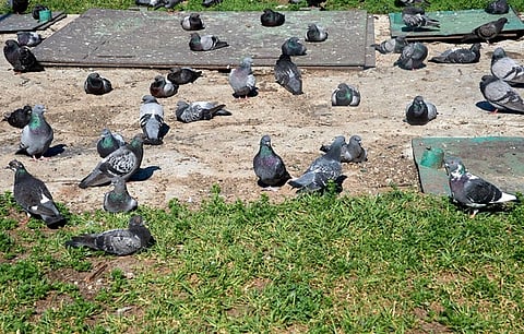 Pigeon 3