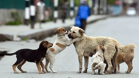 Puppies