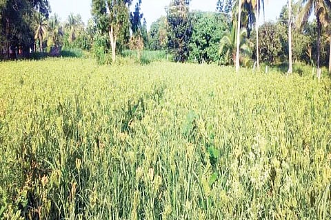 Ragi Crop