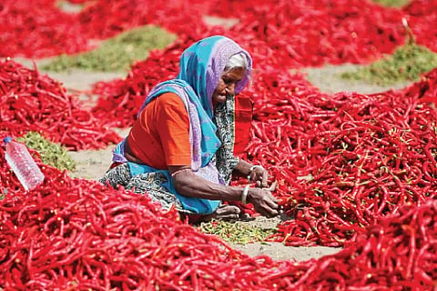 Red Chilly