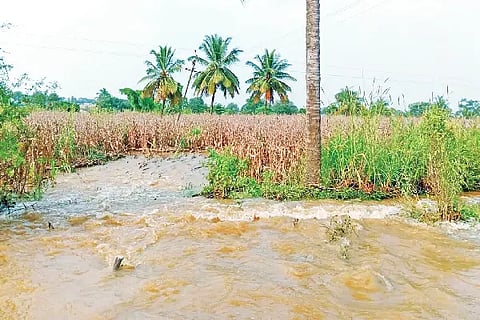 Sante Halla in byadagi
