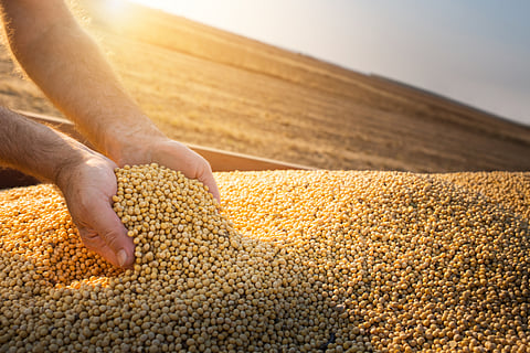 Soy-Beans