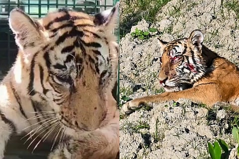 Tiger