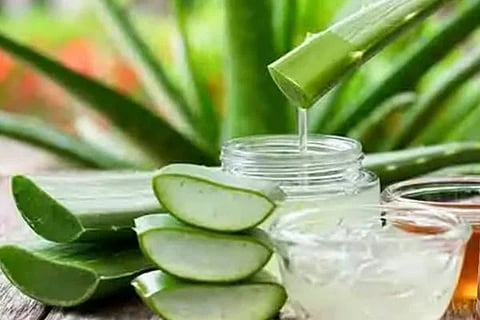 Untitled design - 2024-11-12T204258.219