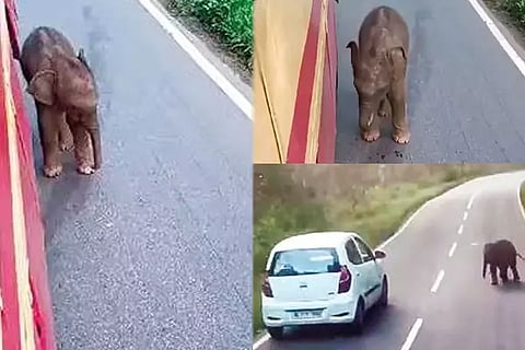 Baby Elephant