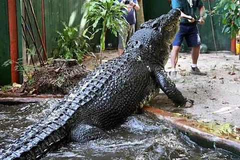 Biggest Crocodile