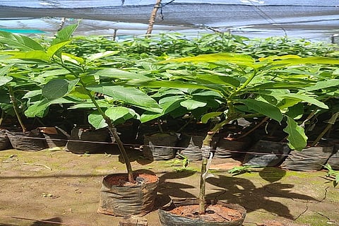 butter fruit