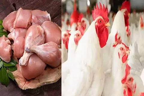 Chicken