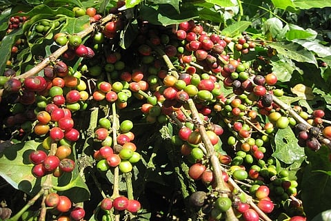 coffee