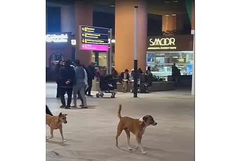 dog