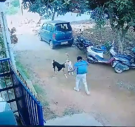 dog