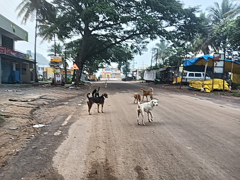 dogs