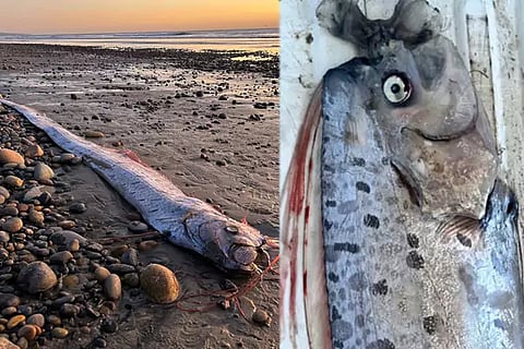 Doomsday Fish