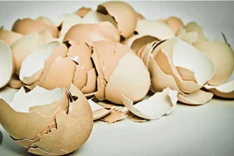 egg shell