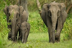 mysore