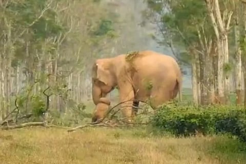 elephant