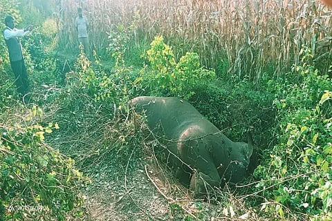 elephant