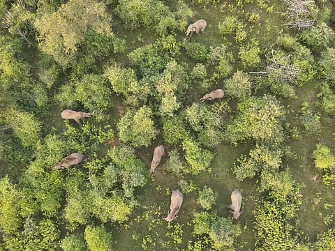 elephants