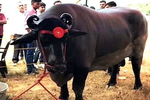 Expensive Buffalo