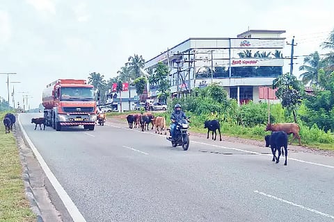 januvaru
