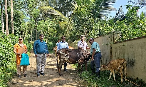 kalubahi lasike