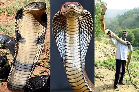 King cobra
