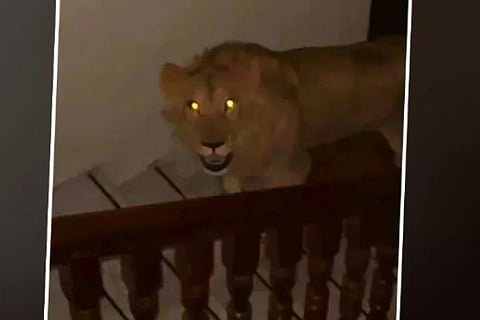 lion