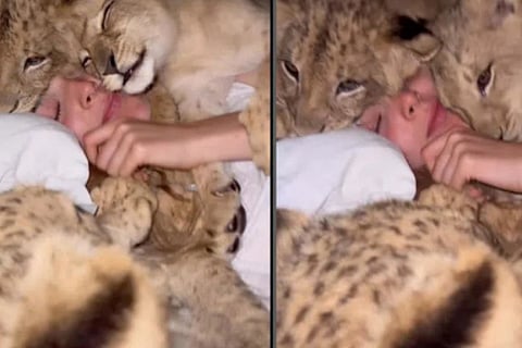 lion video viral