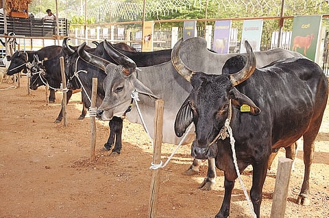 livestock-census-begins-in-mysore-district