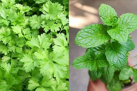 mint