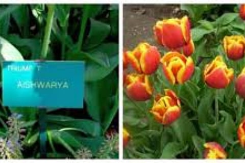 netherlands flower aishwarya name