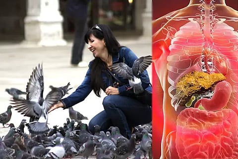 Pigeons