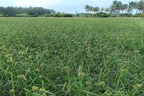 ragi