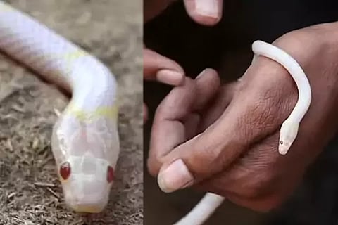 Rare Snake