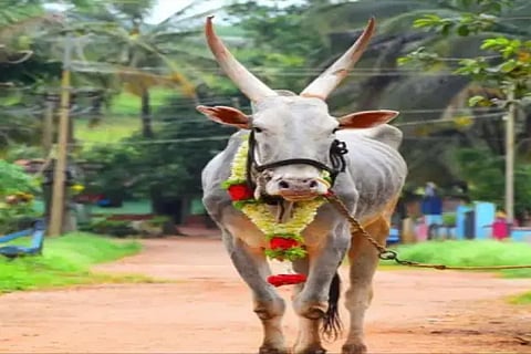 skp bull