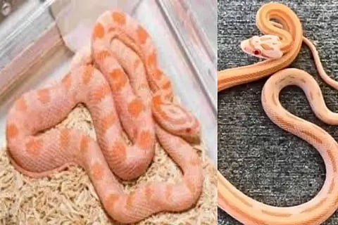 snackes