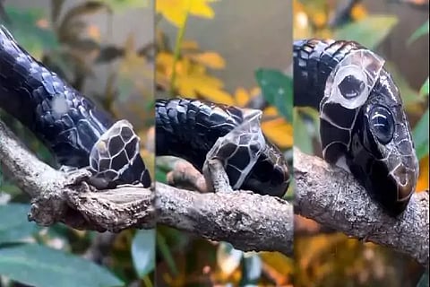 Snake