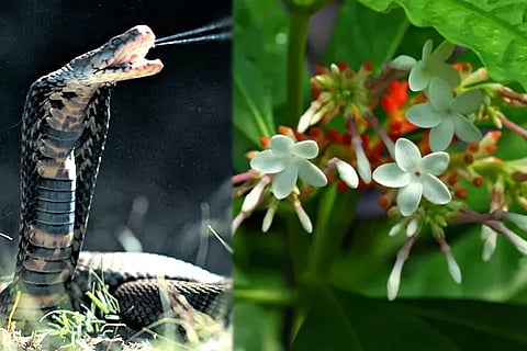 Snake venom