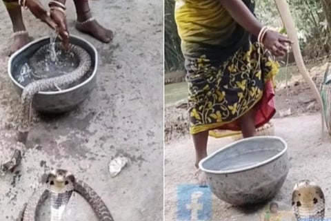 snake video