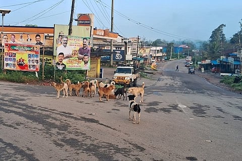 street dog