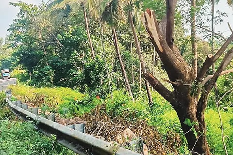 tree