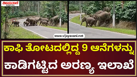 Wild Elephants