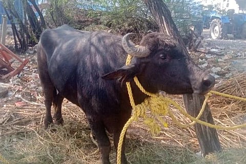 ವಿಜಯವಾಣಿ - 2024-12-21T132822.910