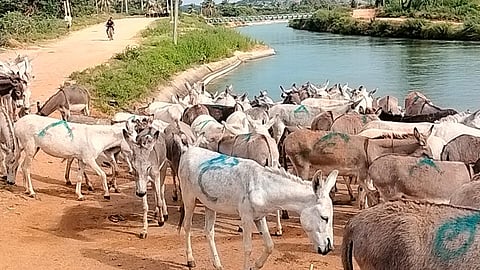 Jenny Donkeys