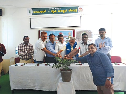05 Jaggu 5